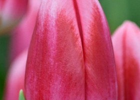 Tulipa Circuit ® (4)